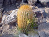 Echinopsis atacamensis