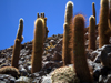 Echinopsis atacamensis