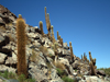 Echinopsis atacamensis