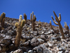 Echinopsis atacamensis