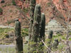 Echinopsis atacamensis