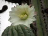 Echinopsis atacamensis