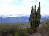 Echinopsis atacamensis