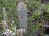 Echinopsis atacamensis