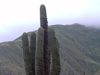 Echinopsis atacamensis