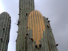 Echinopsis atacamensis