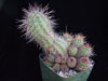 Echinopsis aurea