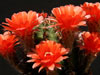 Echinopsis aurea