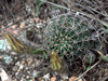 Echinopsis aurea