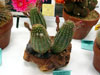 Echinopsis backebergii