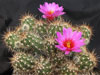 Echinocereus barthelowanus