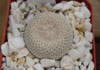 Epithelantha micromeris