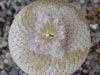 Epithelantha bokei