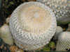 Epithelantha bokei