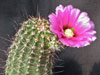 Echinocereus bonkerae