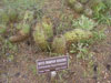 Echinocereus boyce-thompsonii