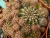 Echinopsis boyuibensis