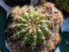 Echinopsis boyuibensis