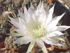 Echinopsis boyuibensis