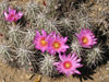 Echinocereus brandegeei