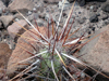 Echinocereus brandegeei