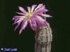 Echinocereus bristolii