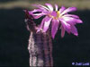 Echinocereus bristolii