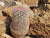 Echinocereus bristolii