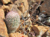 Echinocereus bristolii