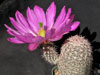 Echinocereus bristolii