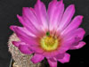 Echinocereus bristolii