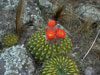 Echinopsis bruchii