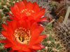 Echinopsis bruchii