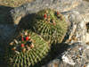 Echinopsis bruchii