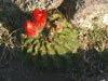 Echinopsis bruchii