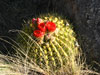 Echinopsis bruchii