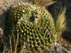 Echinopsis bruchii