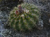 Echinopsis bruchii