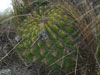 Echinopsis bruchii