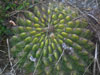 Echinopsis bruchii