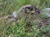 Echinopsis bruchii