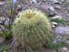 Echinopsis bruchii