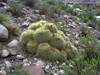 Echinopsis bruchii