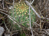 Echinopsis bruchii