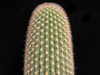 Espostoa utcubambensis