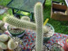 Echinopsis camarguensis