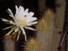 Echinopsis camarguensis