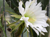 Echinopsis camarguensis