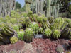 Echinopsis candicans