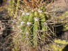 Echinopsis candicans